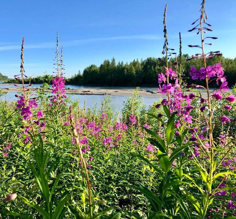 Susitna River Lodging, Suites Talkeetna Bagian luar foto